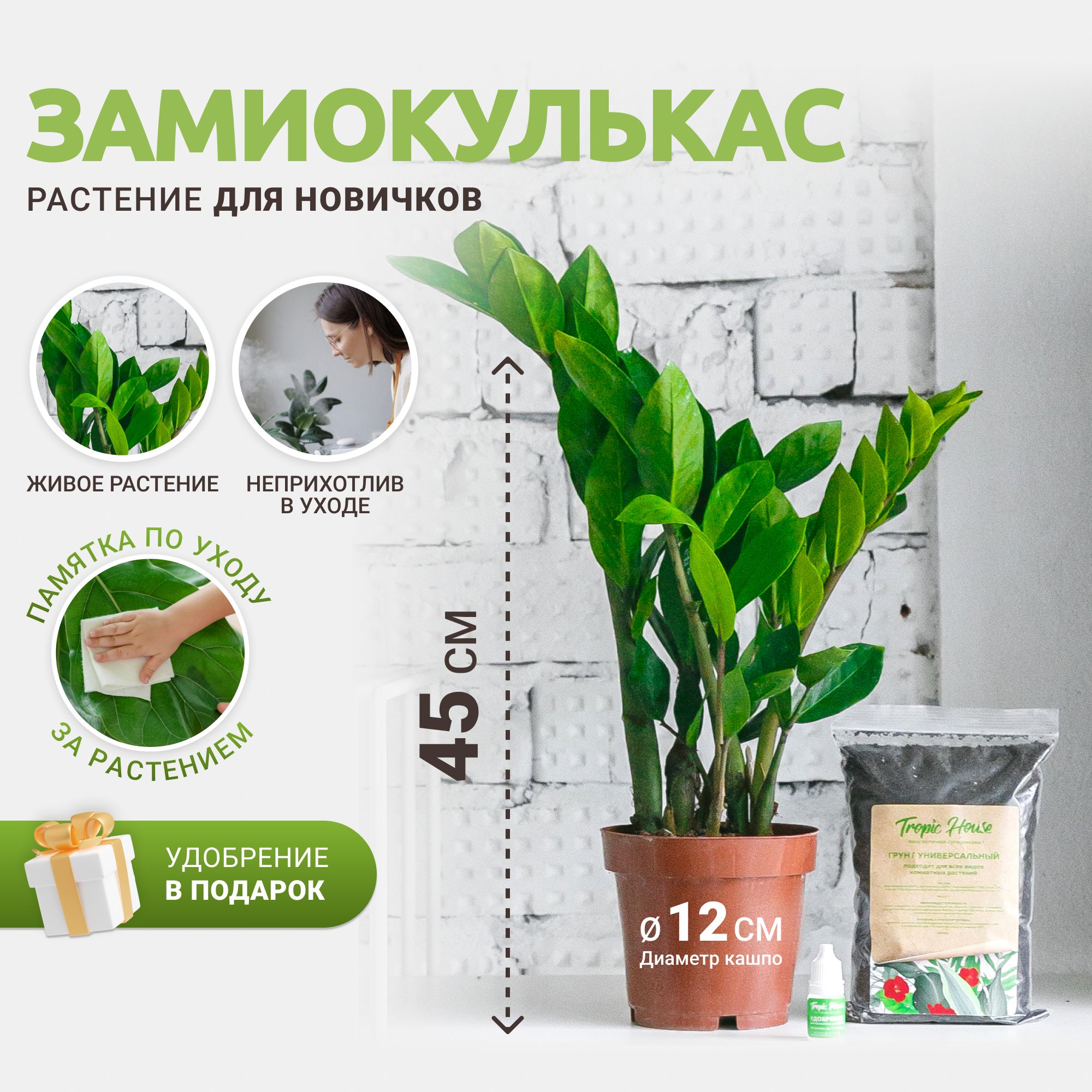 Замиокулькас Tropic House, 12 дм - купить по выгодной цене в  интернет-магазине OZON (712916335)