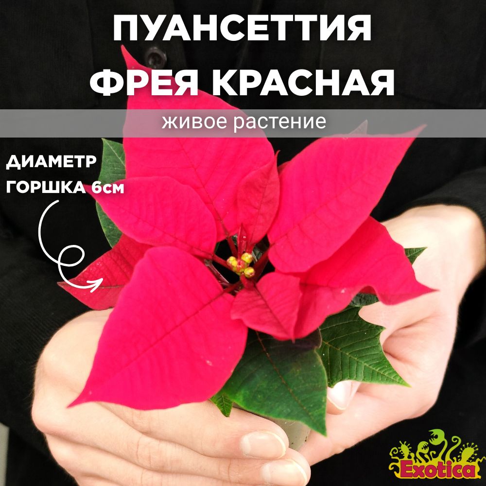 Пуансеттия Фрея Красная (Poinsettia Freya Red) D6см