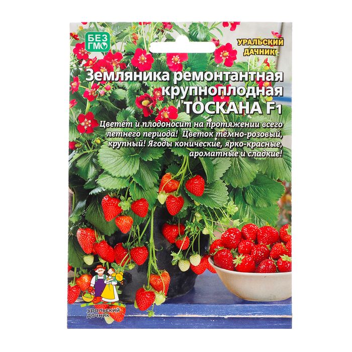 Тоскана клубника отзывы. Клубника Тоскана. Тосканская земляника. Земляника ремонтантная Золотинка. Земляника Тоскана описание сорта фото отзывы.