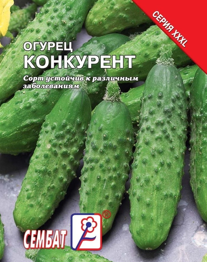 Огурцы конкурент отзывы фото. Огурец конкурент фото. Огурец конкурент описание. Огурец конкурент отзывы. Конкурент огурец описание и отзывы фото.