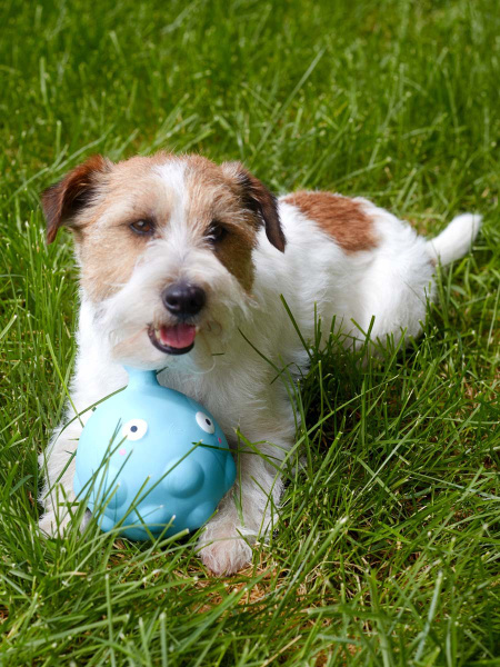 Игрушка для собак Japan Premium Pet смешной инопланетянин Баобаб. Серия ...