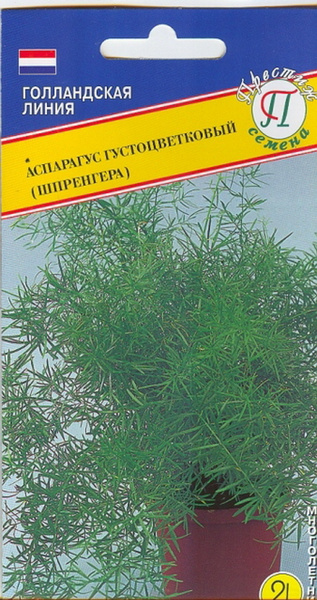 Аспарагус Престиж семена Аспарагус густоцветковый Шпренгера 5 штук ...