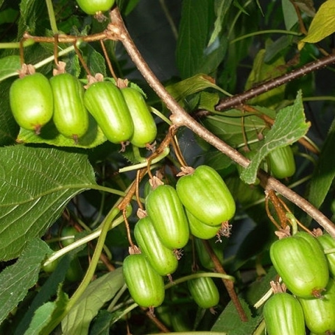 Актинидия коломикта Сентябрьская - купить с доставкой по выгодным ценам ...