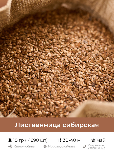 Лиственницы Желуди Лиственница сибирская - купить по выгодным ценам в ...