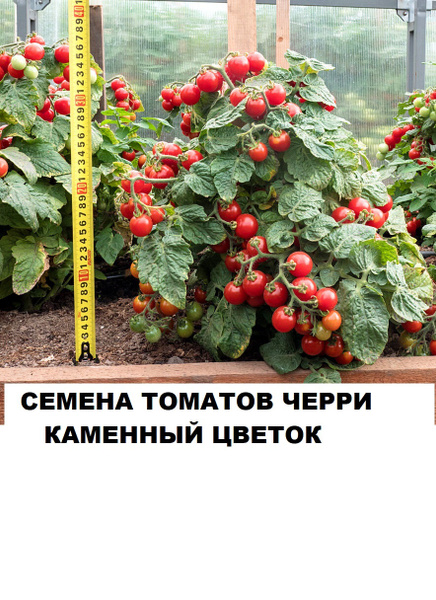Томаты Томаты черри_красный_30_Каменый цветок - купить по выгодным ...