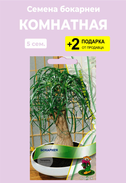 Бокарнея (Бутылочное дерево) For Home And Family Бокарнея комнатная ...