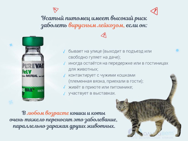 Вакцина Пуревакс FeLV для кошек (лейкоз), жидкая, 1 доза купить на OZON ...