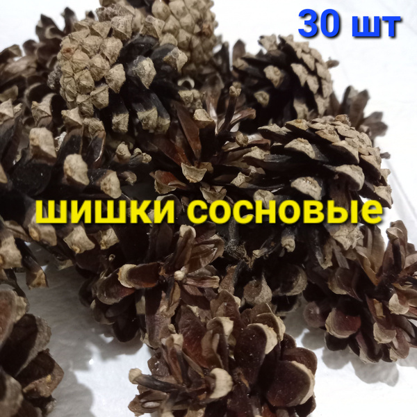 Шишки сосновые 30 шт для декора - купить по выгодной цене в интернет ...