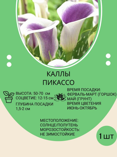 Луковицы Калла купить по выгодной цене в интернет-магазине OZON (849558233)