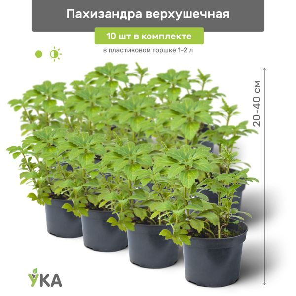 Пахизандра верхушечная 20-40 см в пластиковом горшке 1-3 л, саженец ...