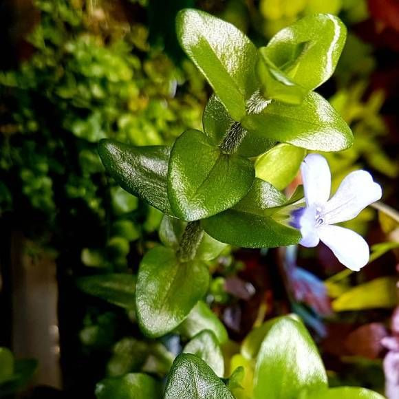 Бакопа каролинская - Bacopa caroliniana. Живое аквариумное растение. (3 ...