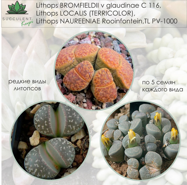 Литопсы (Живые камни) Lithops. - купить по выгодным ценам в интернет ...