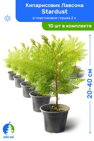 Кипарисовик Лавсона Stardust (Стардаст) 20-40 см в пластиковом горшке 2 ...