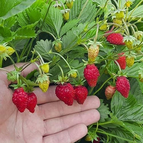 Земляника регина описание сорта фото отзывы садоводов