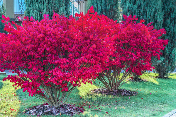 Английский сад Colorful shrubs, Conifers garden, Evergreen landscape