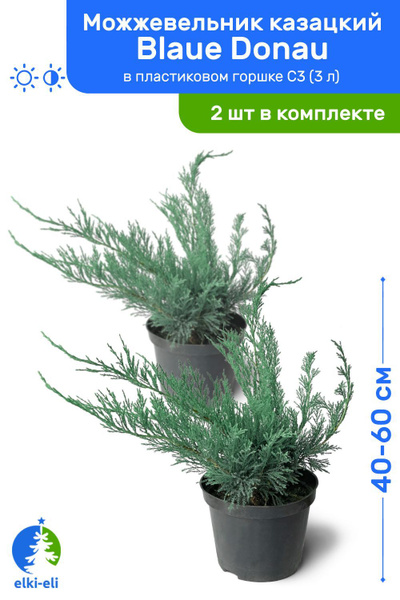 Можжевельник казацкий Blaue Donau (Блю Донау) 40-60 см в пластиковом ...