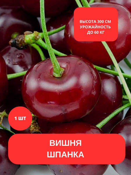 Клубни купить по выгодной цене в интернет-магазине OZON (1187302245)