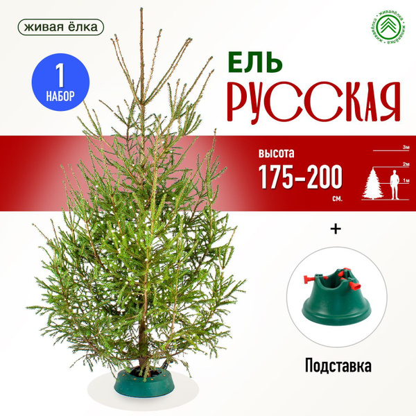 Характеристики Елка живая обыкновенная (русская елка) 175-200 см ...