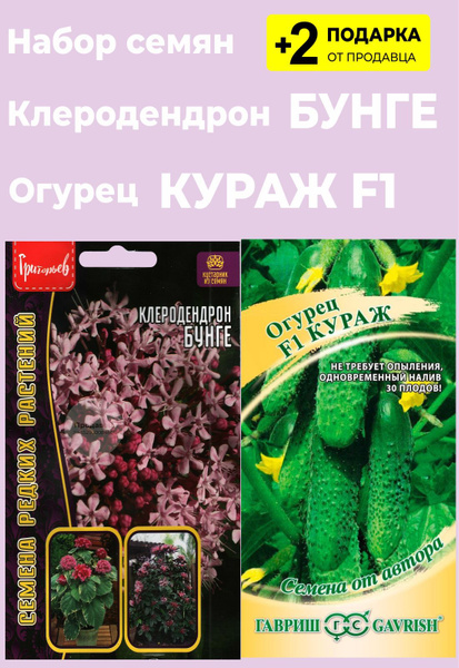 Огурцы, Клеродендрум For Home And Family Клеродендрон "Бунге" - купить ...