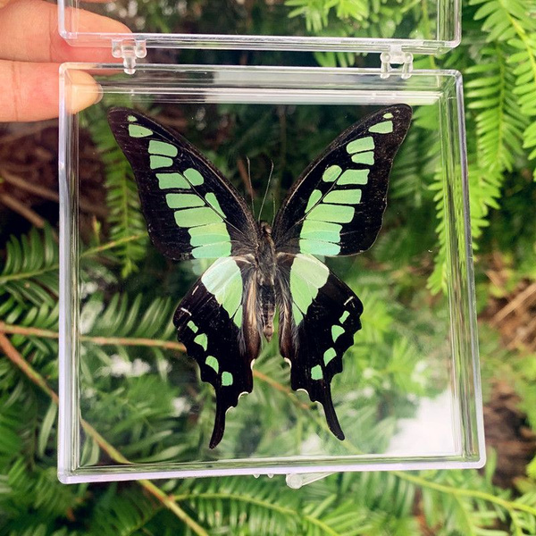Настоящий образец бабочки в прозрачном боксе,13 - купить с доставкой по ...