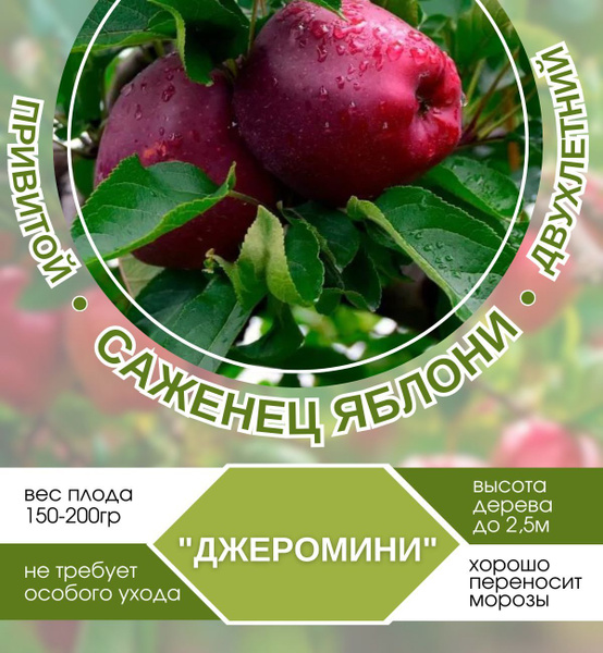 Яблоня Джеромини - купить с доставкой по выгодным ценам в интернет ...