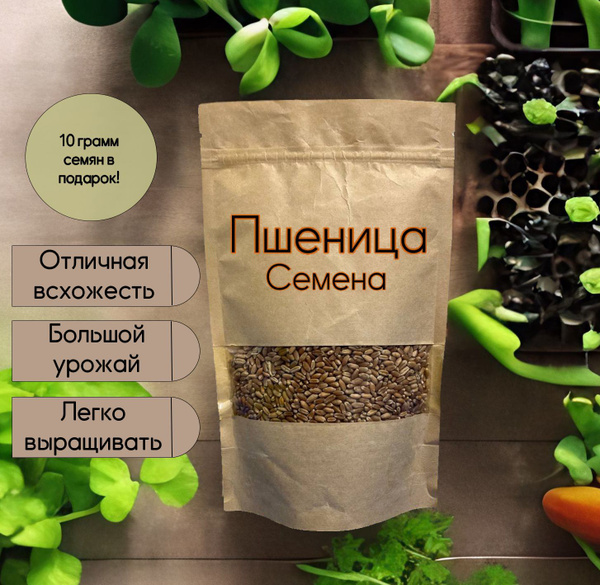 Пшеница семена для проращивания 500г - купить с доставкой по выгодным ...