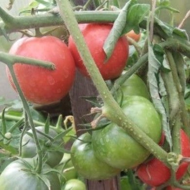 Способы посадки и ухода