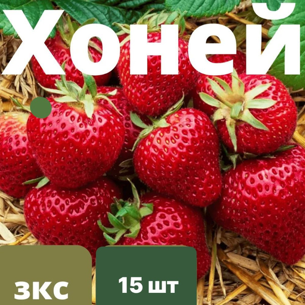 Клубника "Хоней" 15 штук саженцев купить на OZON по низкой цене ...