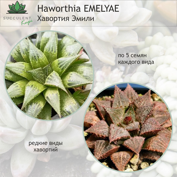 Хавортия Haworthia - купить по выгодным ценам в интернет-магазине OZON ...