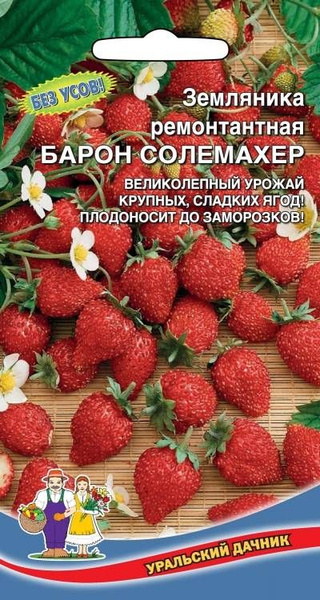 Земляника барон солемахер описание сорта фото