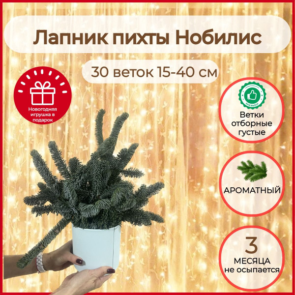 Лапник Пихты Нобилис 30 веток 15-40см - купить с доставкой по выгодным ...