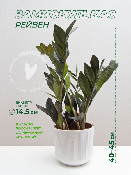 Замиокулькас GRINOTEKA Рэйвен D14 Росси VipSet 1.9л, белый, 14 дм, 1 шт ...