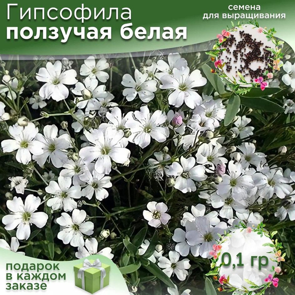 Гипсофилы многолетние Гипсофила ползучая - купить по выгодным ценам в ...