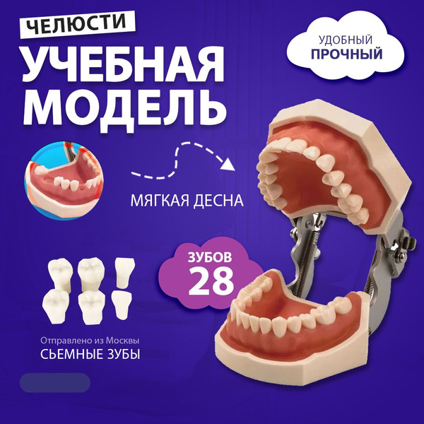 Cтоматологическая модель челюсти со съемными зубами 28Dent - купить с ...