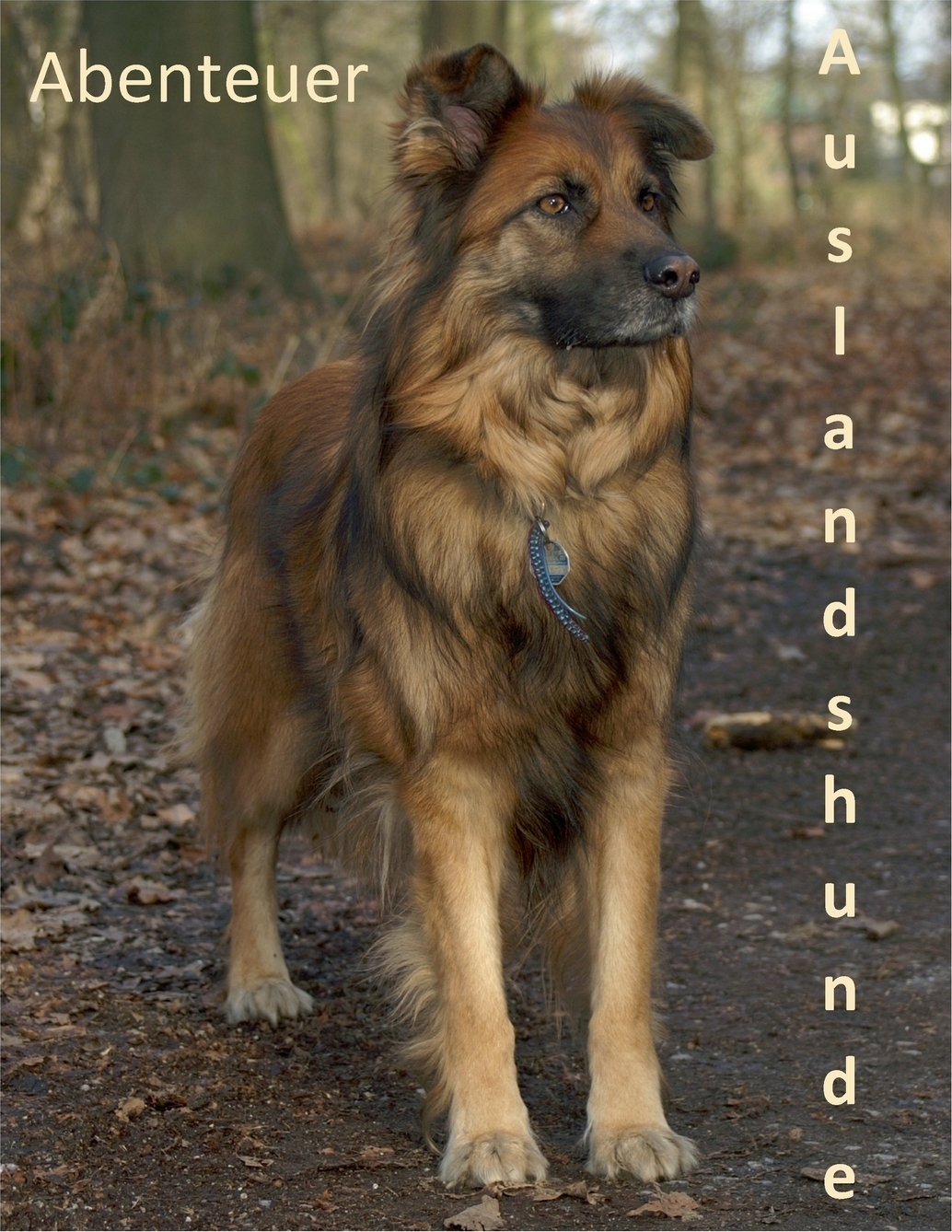 Abenteuer Auslandshunde. Daniela Tschepe Abenteuer Auslandshunde. Daniela Tschepe