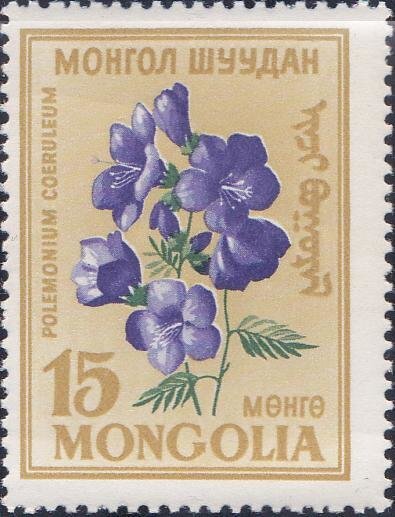 Как выглядит цветок монголия