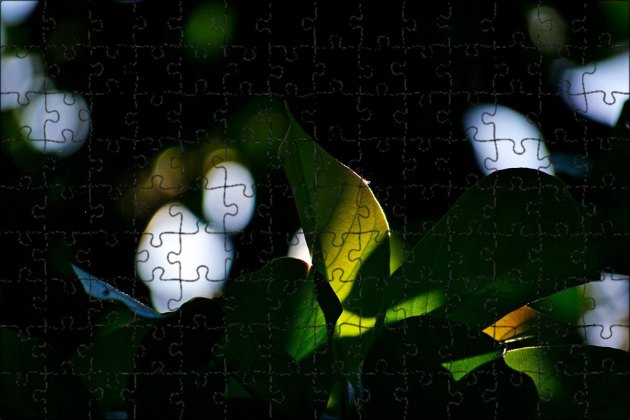 Transition leaves