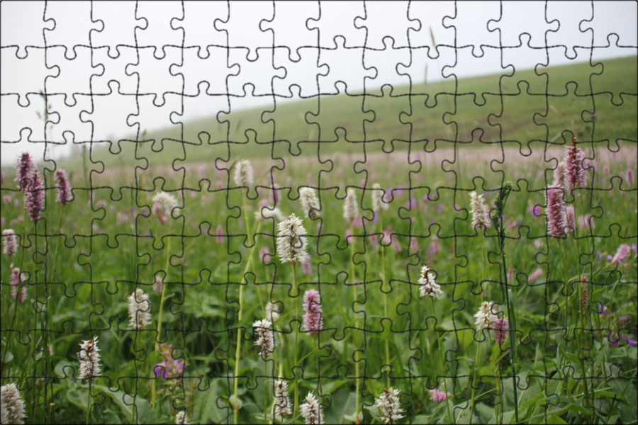 Дикие травы. Растения с сидячим типом листьев. Гергели дудас. У представленного растения листья сидячие. День травы.