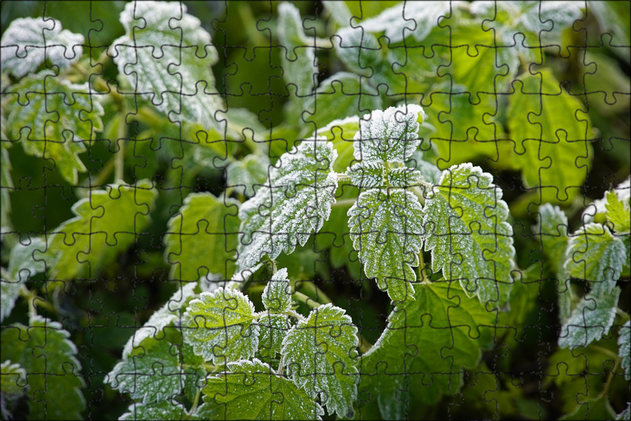 Frosted c