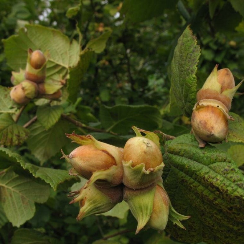 Фундук фото сортов