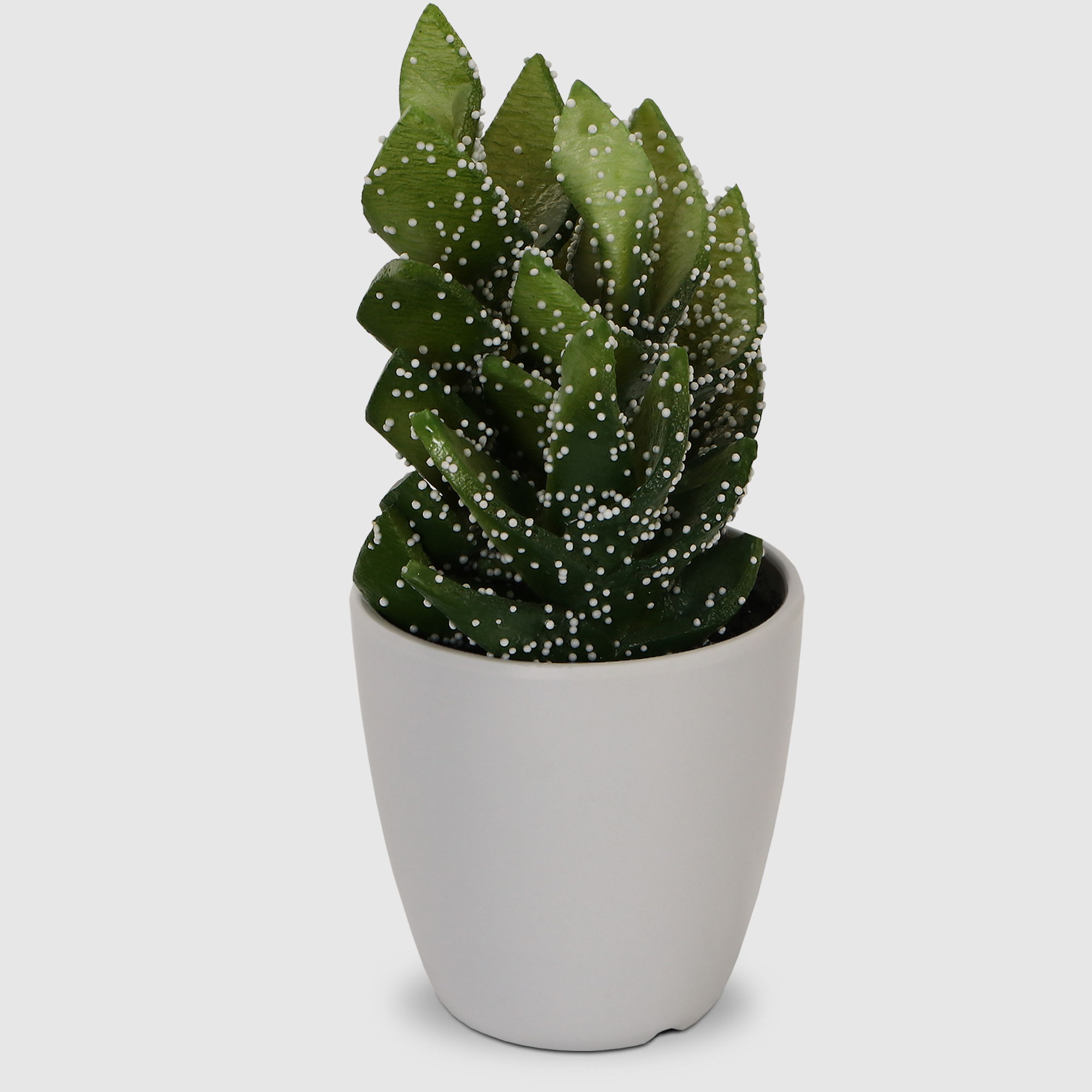 Кактусы Купить Интернет Магазин Недорого