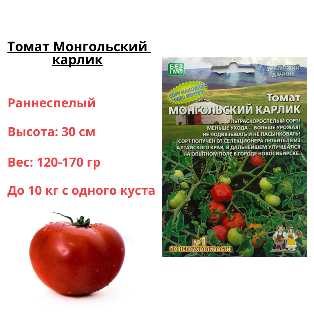 сорт томатов монгольский карлик фото