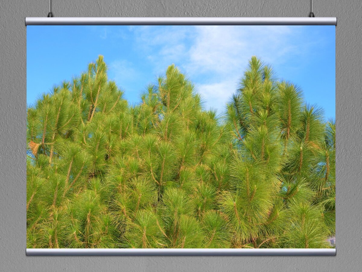 Pinus sylvestris сосна лесная. Сосна обыкновенная pinus sylvestris l. Шверинская сосна. Pinus sylvestris сосна лесная. Крона сосны.