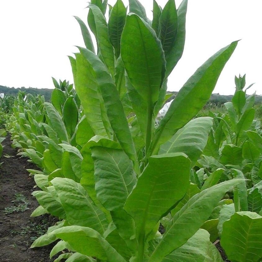 Растение Nicotiana tabacum