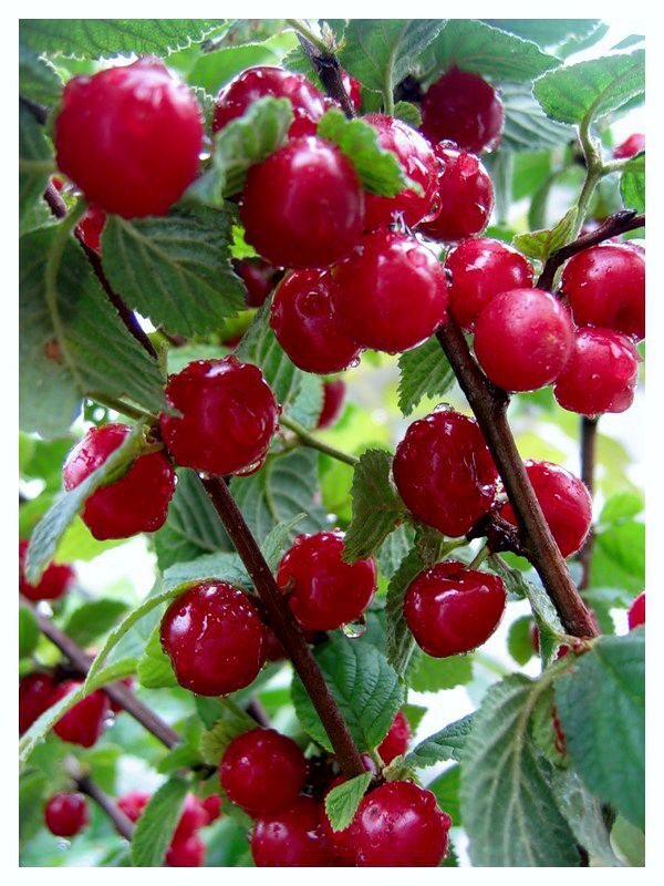 Вишня войлочная плодовые кустарники. Слушать куста вишня. Вишня кустарниковая. Слушать куста вишня. Слушать куста вишня.