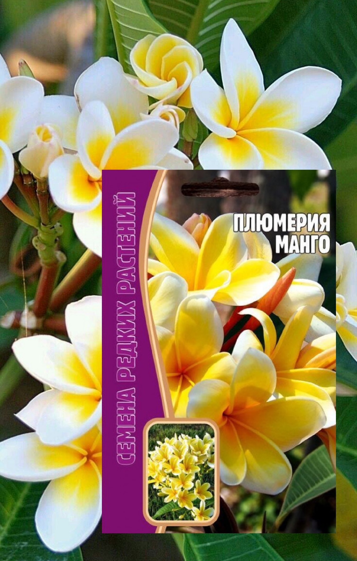 Плюмерия Plumeria d17 h100