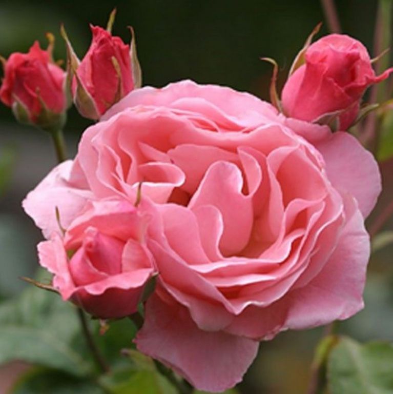 Роза квин оф ингланд фото и описание