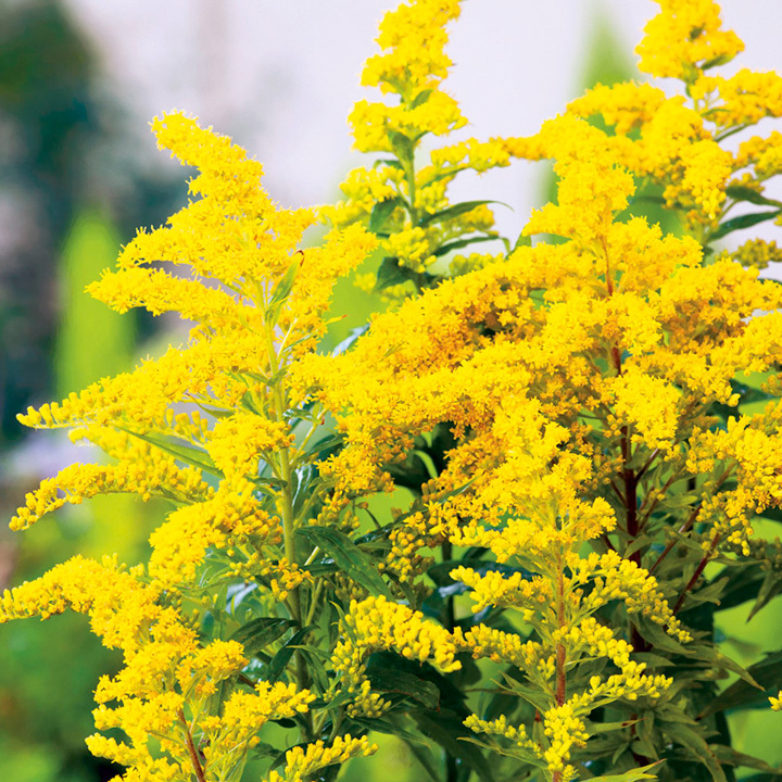 Цветок с желтыми цветами название с фото