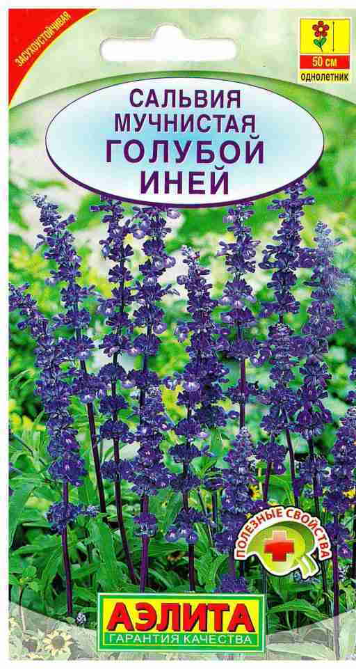 Перовския Семена Купить В Дарвине