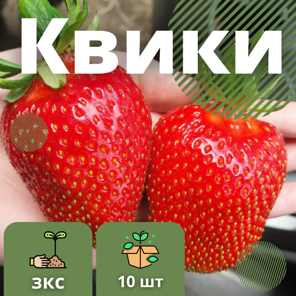 КлубникаКвики10штуксаженцев